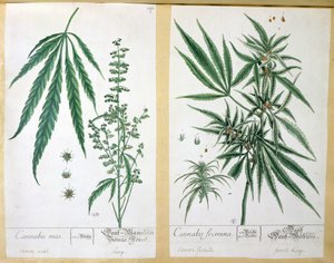 القنب ماس وفومينا القنب ، من "Herbarium Blackwellianum" ، 1757 (قلم وحبر ومرحاض على ورق) بواسطة إليزابيث بلاكويل