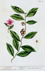 شاي أخضر ، 1782 بواسطة إليزابيث بلاكويل