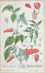 غينيا الفلفل (Piper Indicum) لوحة 129 من النسخة الألمانية من "A Curious Herbal" ، نشرت عام 1757 بواسطة إليزابيث بلاكويل