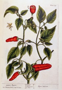 غينيا الفلفل ، لوحة 129 من "A Curious Herbal" ، نشرت 1782 (نقش الألوان) بواسطة إليزابيث بلاكويل