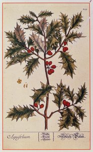 هولي من "A Curious Herbal" ، 1782 بواسطة إليزابيث بلاكويل