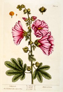 Hollyhocks ، اللوحة 54 من "A Curious Herbal" ، تم نشره عام 1782 (نقش الألوان) بواسطة إليزابيث بلاكويل