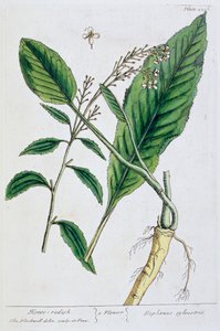 الفجل ، 1782 بواسطة إليزابيث بلاكويل
