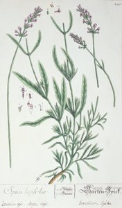لافندر سبايك ، لوحة من "Herbarium Blackwellianum" للفنان ، 1757 (قلم وحبر ومرحاض على ورق) بواسطة إليزابيث بلاكويل