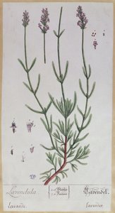 لافندر ، لوحة من "Herbarium Blackwellianum" للفنان ، 1757 (قلم وحبر ومرحاض على ورق) بواسطة إليزابيث بلاكويل