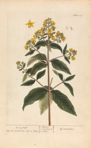 Lysimachia (Loosestrife) ، لوحة 278 من "A Curious Herbal" ، المجلد الثاني ، لندن ، 1737 بواسطة إليزابيث بلاكويل