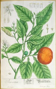فرع برتقالي بالفواكه ، من "A Curious Herbal" ، نُشر في نورمبرغ عام 1757 (نقش ملون) بواسطة إليزابيث بلاكويل
