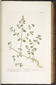 اللوحة 100 من A Curious Herbal بواسطة إليزابيث بلاكويل