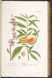 اللوحة 101 من A Curious Herbal بواسطة إليزابيث بلاكويل