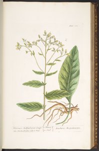 اللوحة 102 من A Curious Herbal بواسطة إليزابيث بلاكويل