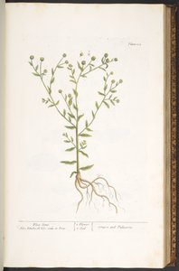 اللوحة 103 من A Curious Herbal بواسطة إليزابيث بلاكويل