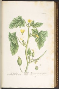 اللوحة 108 من A Curious Herbal بواسطة إليزابيث بلاكويل