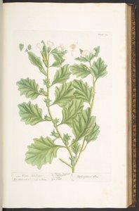 اللوحة 111 من A Curious Herbal بواسطة إليزابيث بلاكويل