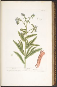 اللوحة 112 من A Curious Herbal بواسطة إليزابيث بلاكويل