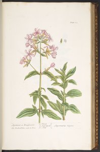 اللوحة 113 من A Curious Herbal بواسطة إليزابيث بلاكويل