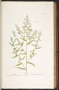 اللوحة 116 من A Curious Herbal بواسطة إليزابيث بلاكويل