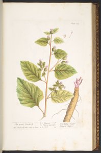 اللوحة 117 من A Curious Herbal بواسطة إليزابيث بلاكويل