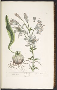 اللوحة 11 ، الزنبق الأبيض ، من "A Curious Herbal" بواسطة إليزابيث بلاكويل