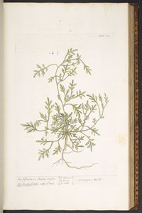 اللوحة 120 من A Curious Herbal بواسطة إليزابيث بلاكويل