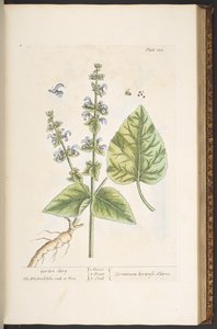 اللوحة 122 من A Curious Herbal بواسطة إليزابيث بلاكويل