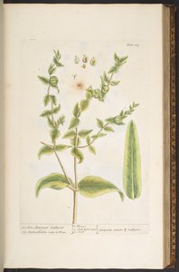 اللوحة 123 من "A Curious Herbal" بواسطة إليزابيث بلاكويل