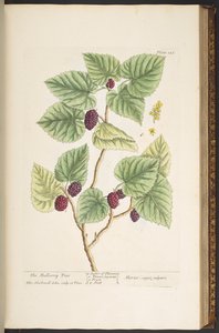 اللوحة 126 من A Curious Herbal بواسطة إليزابيث بلاكويل