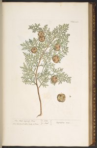 اللوحة 127 من A Curious Herbal بواسطة إليزابيث بلاكويل