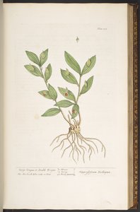 اللوحة 128 من A Curious Herbal بواسطة إليزابيث بلاكويل