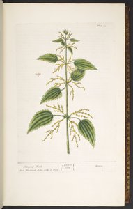 اللوحة 12 ، نبات القراص اللاذع ، من "A Curious Herbal" بواسطة إليزابيث بلاكويل