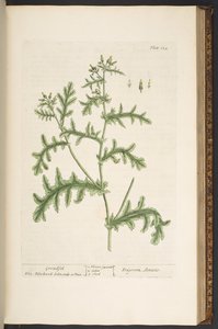 اللوحة 132 من كتاب A Curious Herbal بواسطة إليزابيث بلاكويل