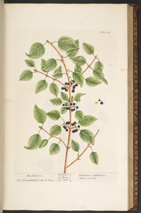 اللوحة 135 من A Curious Herbal بواسطة إليزابيث بلاكويل