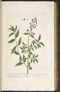 اللوحة 140 من A Curious Herbal بواسطة إليزابيث بلاكويل