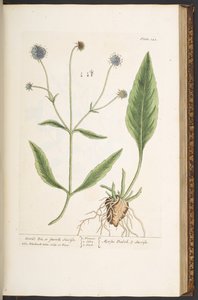 اللوحة 142 ، لقمة الشيطان ، أو Smooth Succisa ، من "A Curious Herbal" بواسطة إليزابيث بلاكويل