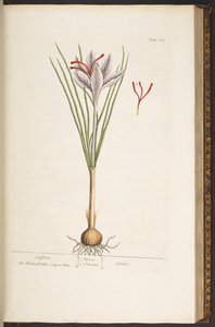 اللوحة 144 من A Curious Herbal بواسطة إليزابيث بلاكويل