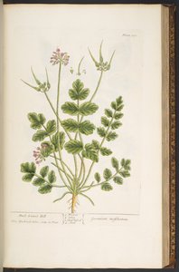 اللوحة 150 من A Curious Herbal بواسطة إليزابيث بلاكويل