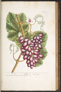 اللوحة 153 من A Curious Herbal بواسطة إليزابيث بلاكويل