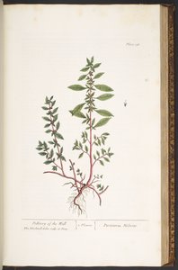 اللوحة 156 من A Curious Herbal بواسطة إليزابيث بلاكويل