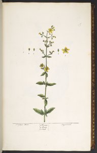 اللوحة 15 ، نبتة سانت جون ، من "A Curious Herbal" بواسطة إليزابيث بلاكويل