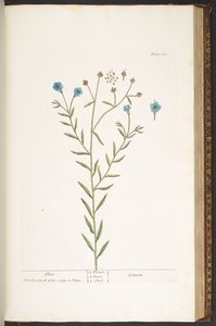 اللوحة 160 من A Curious Herbal بواسطة إليزابيث بلاكويل