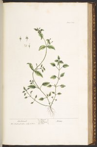 اللوحة 164 من A Curious Herbal بواسطة إليزابيث بلاكويل