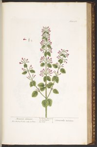 اللوحة 166 ، جبل كالامينت ، من "A Curious Herbal" بواسطة إليزابيث بلاكويل