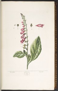 اللوحة رقم 16 ، قفاز الثعلب ، من "A Curious Herbal" بواسطة إليزابيث بلاكويل