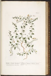اللوحة 170 من A Curious Herbal بواسطة إليزابيث بلاكويل