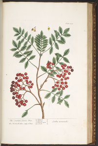 اللوحة 173 من A Curious Herbal بواسطة إليزابيث بلاكويل