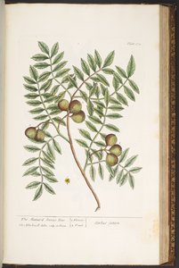 اللوحة 174 من A Curious Herbal بواسطة إليزابيث بلاكويل