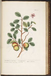 اللوحة رقم 178 من A Curious Herbal بواسطة إليزابيث بلاكويل