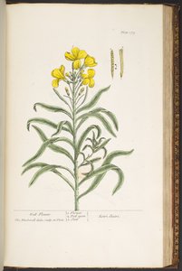 اللوحة 179 من A Curious Herbal بواسطة إليزابيث بلاكويل
