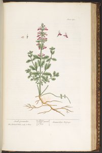 اللوحة رقم 180 من "A Curious Herbal" بواسطة إليزابيث بلاكويل