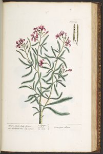 اللوحة 181 من A Curious Herbal بواسطة إليزابيث بلاكويل