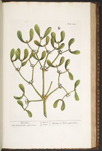 اللوحة 184 ، الهدال ، من "A Curious Herbal" بواسطة إليزابيث بلاكويل